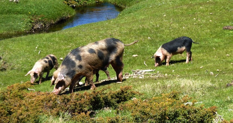 Vers Castellu d'Urnucciu