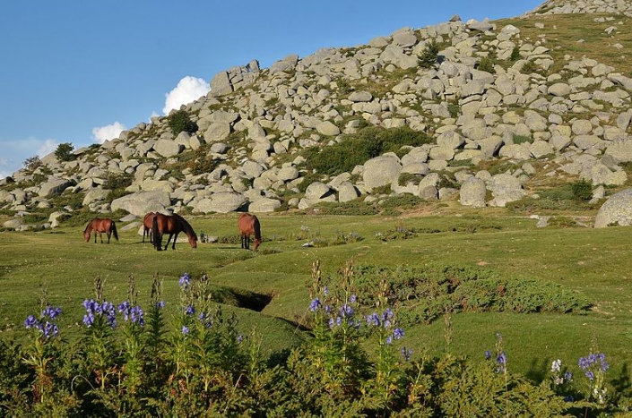 Plateau du cuscionu